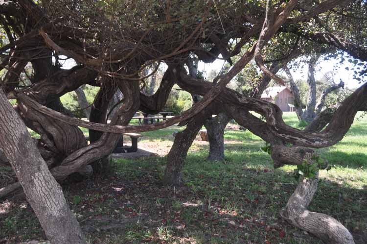 live oak trees